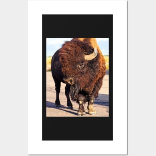 American Bison Posters and Art